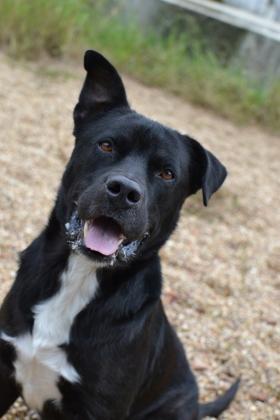 Kril (Underdog), a Adoptable Mixed Breed in New Orleans, LA image 3/3