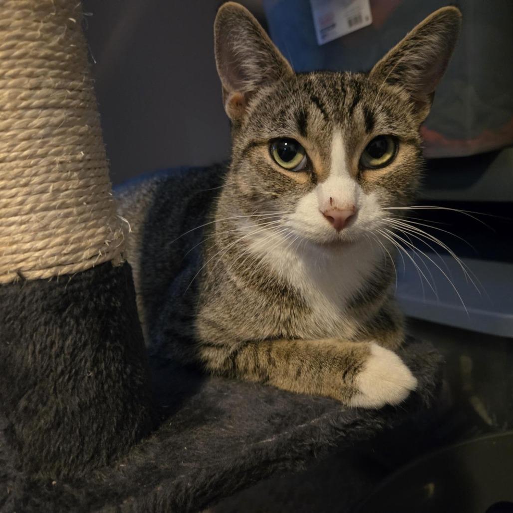 Lil Flash, Adoptable, Young Female Domestic Short Hair.