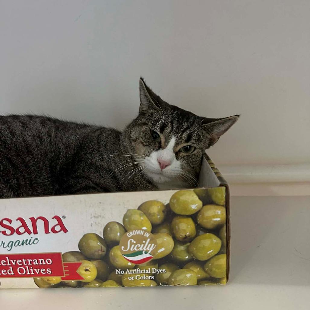 Enlarge Lil Flash, a Adoptable Domestic Short Hair in Greensboro, NC image 2/5