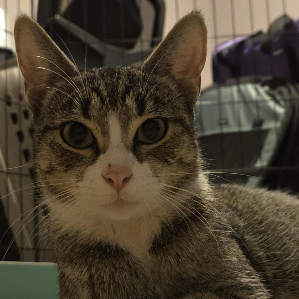 Enlarge Lil Flash, a Adoptable Domestic Short Hair in Greensboro, NC image 3/5