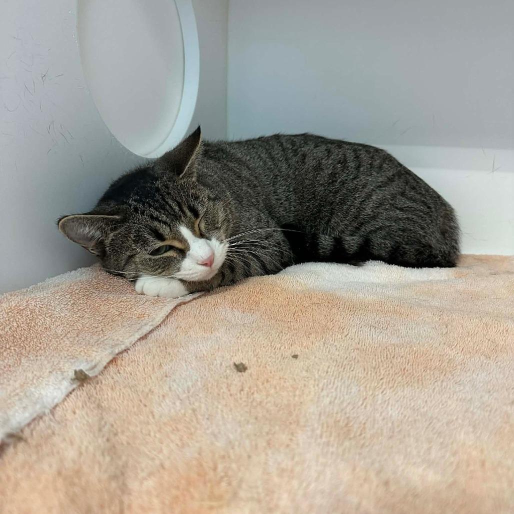 Enlarge Lil Flash, a Adoptable Domestic Short Hair in Greensboro, NC image 4/5