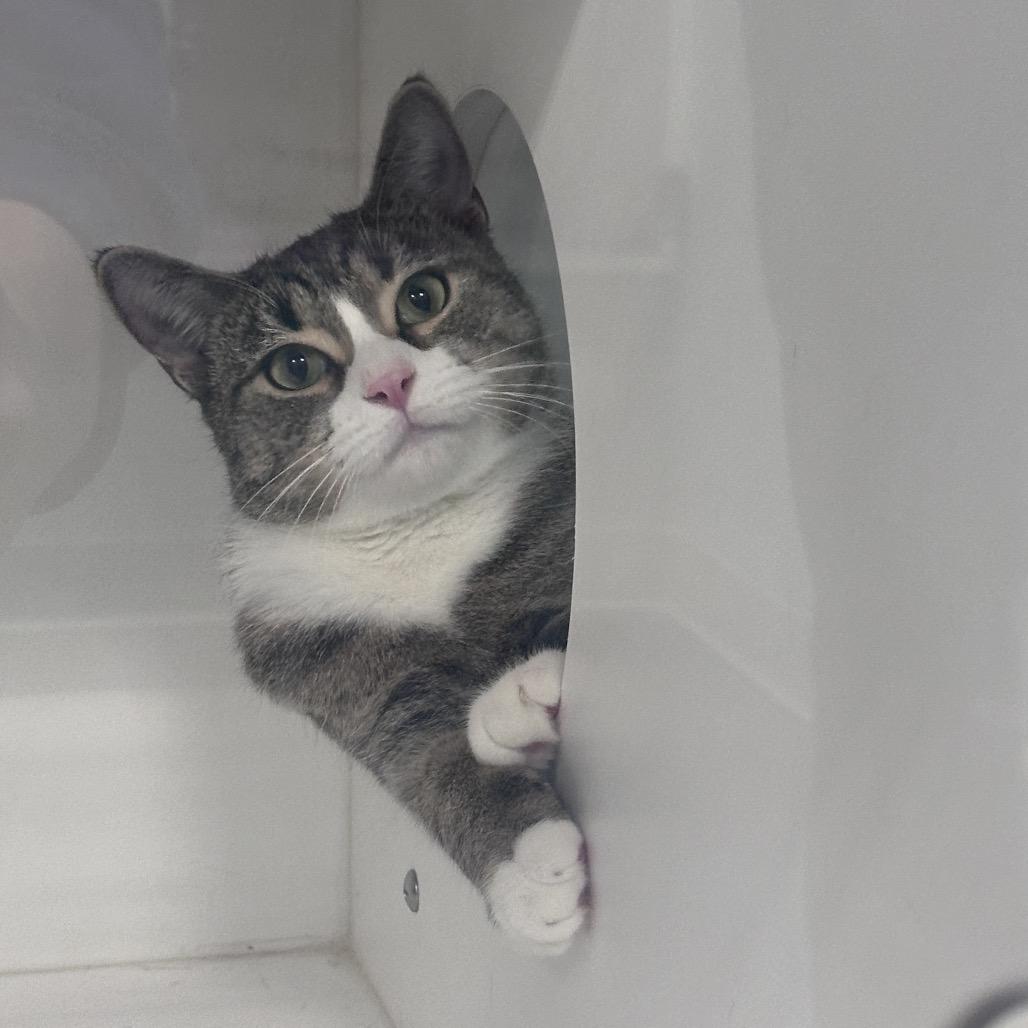 Enlarge Lil Flash, a Adoptable Domestic Short Hair in Greensboro, NC image 5/5