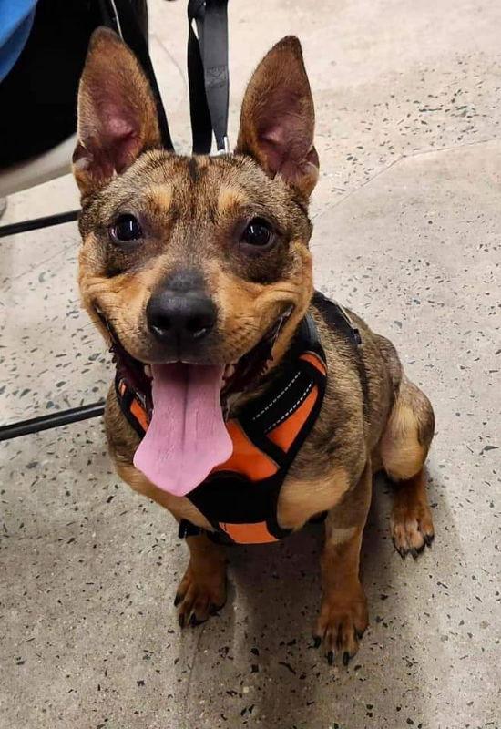 Ranger *Adopt*, Adoptable, Young Male Cattle Dog.