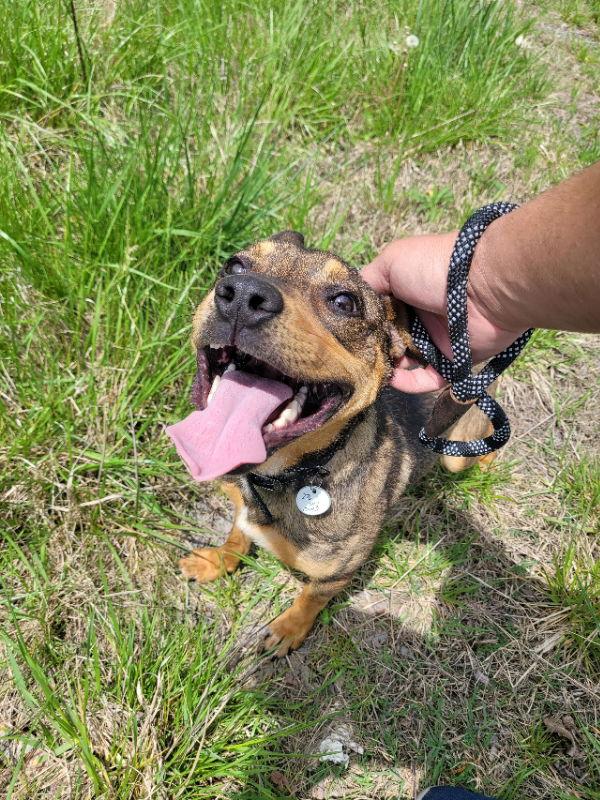 Ranger *Adopt*, a Adoptable Cattle Dog in Fairfax, VA image 2/3
