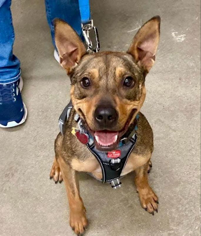 Ranger *Adopt*, a Adoptable Cattle Dog in Fairfax, VA image 3/3