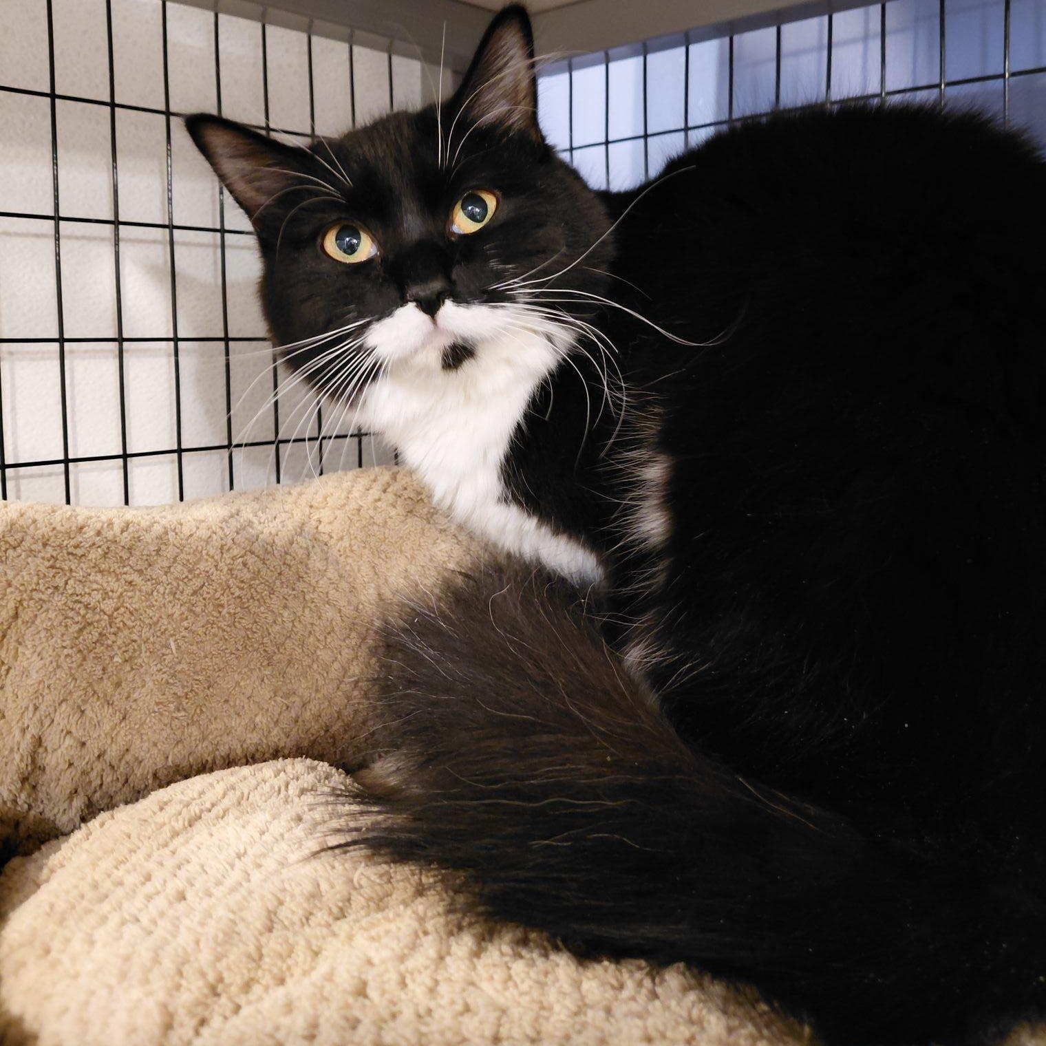 Enlarge Tasha, an adopted Domestic Medium Hair in Littleton, NH image 2/2