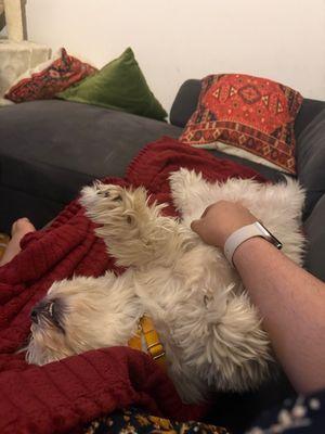 Enlarge Terry, a Adoptable Mixed Breed in New York, NY image 1/3