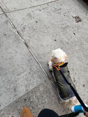 Enlarge Terry, a Adoptable Mixed Breed in New York, NY image 2/3