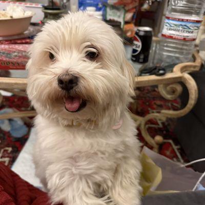 Enlarge Terry, a Adoptable Mixed Breed in New York, NY image 3/3