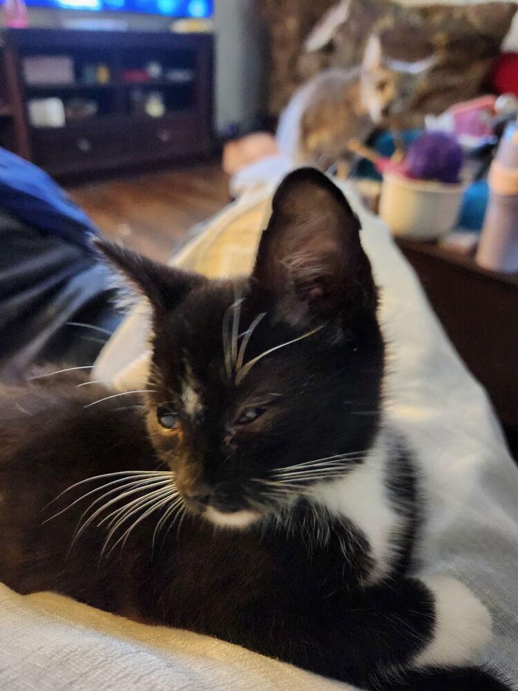 Lasagna, Adoptable, Kitten Male Domestic Short Hair.