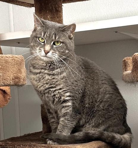 Feebie, Adoptable, Adult Female Domestic Short Hair.