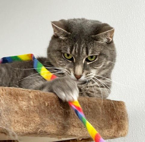 Feebie, a Adoptable Domestic Short Hair in St. Johnsbury, VT image 3/3