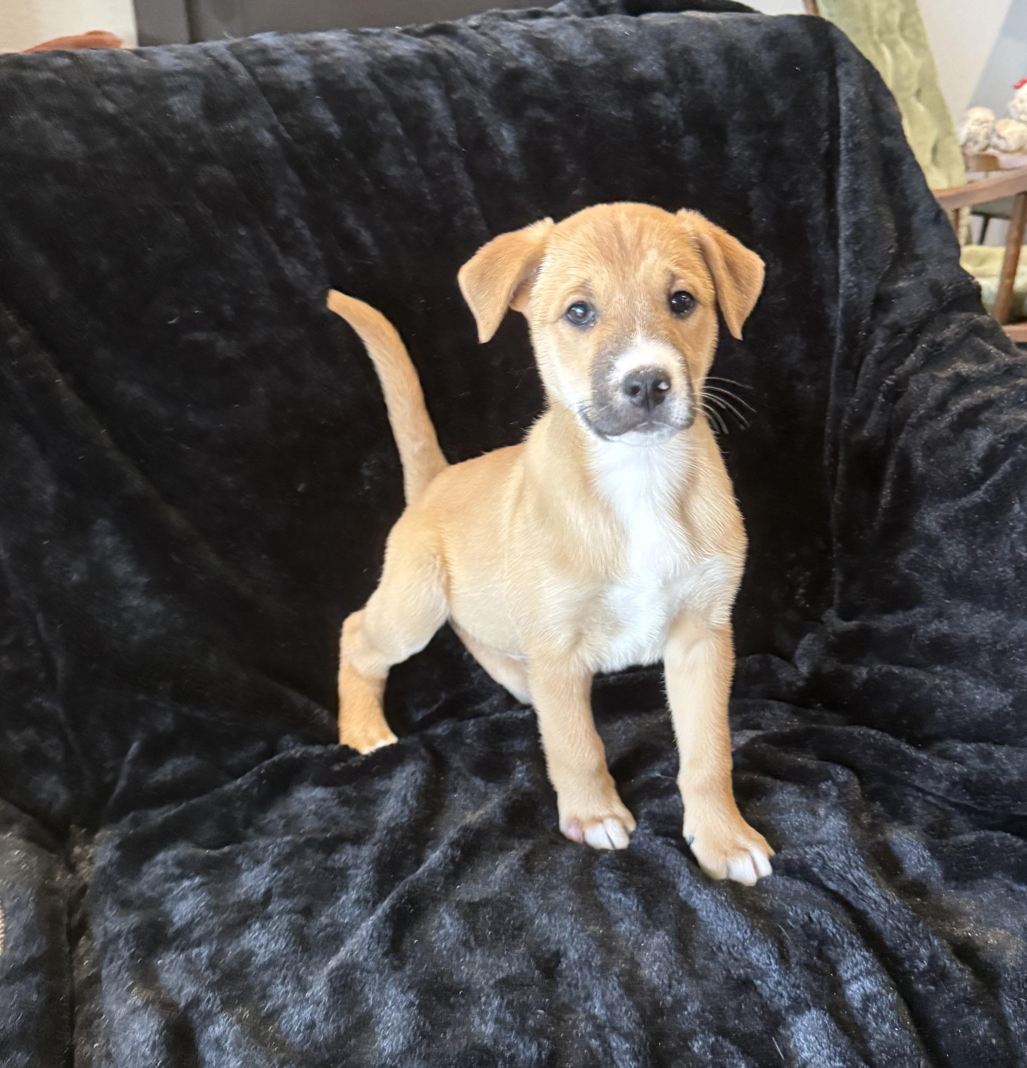 Sierra, a Adoptable mixed breed in Denver, CO image 4/6