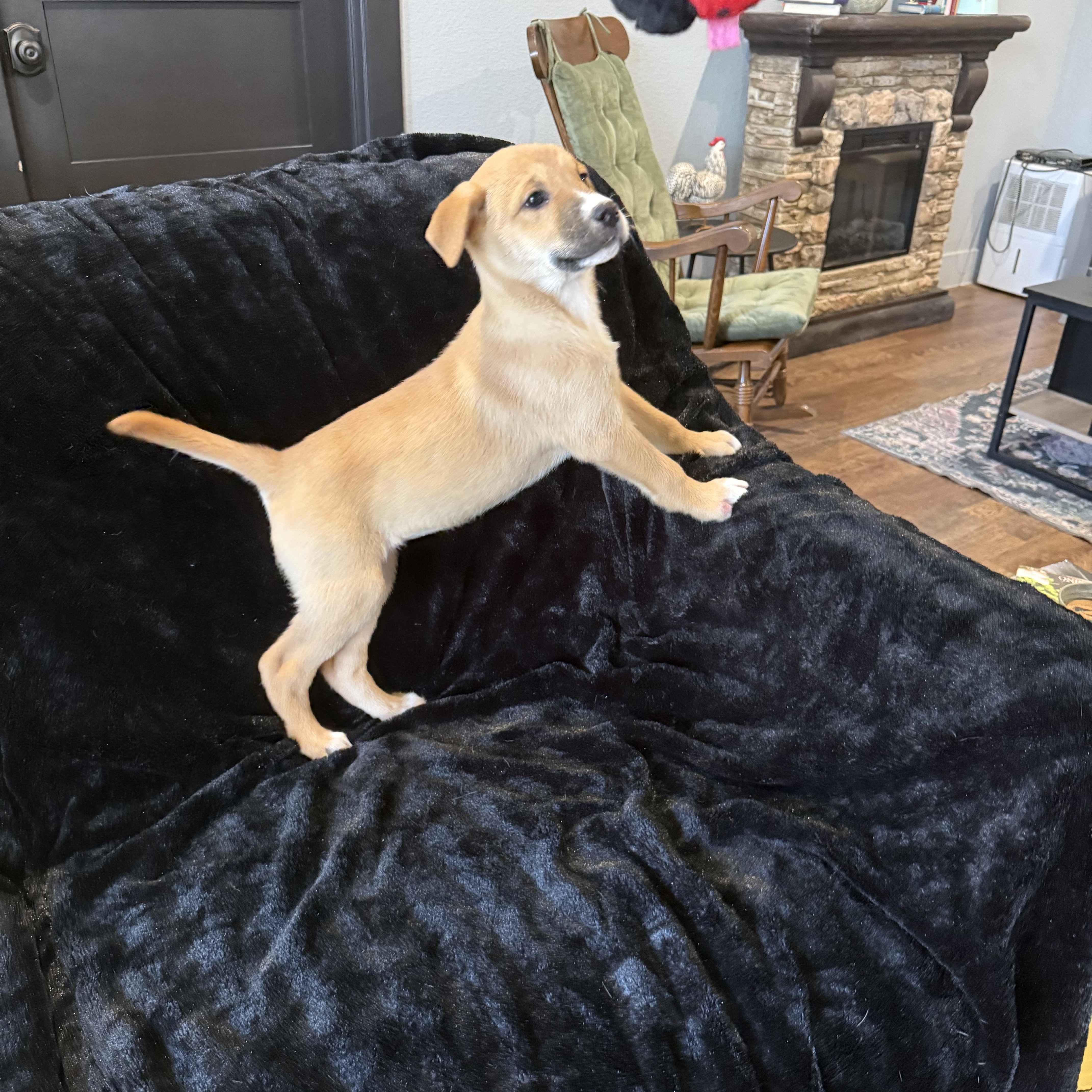 Sierra, a Adoptable mixed breed in Denver, CO image 3/6