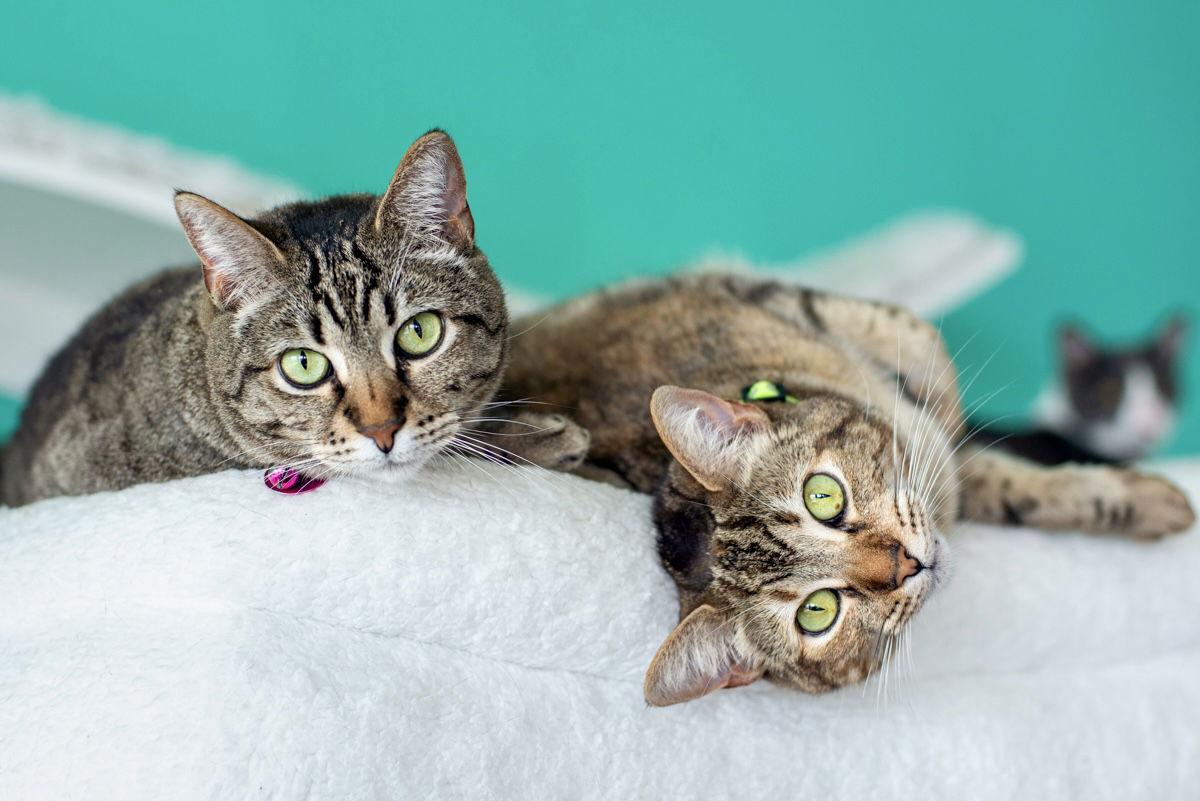 Mama DD & Emily, Adoptable, Adult Female American Shorthair & Torbie.