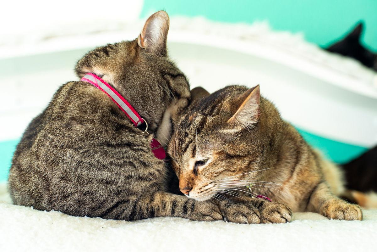 Enlarge Mama DD & Emily, a Adoptable mixed breed in Long Beach, CA image 2/3
