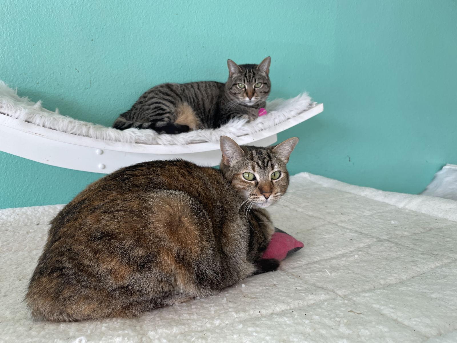 Enlarge Mama DD & Emily, a Adoptable mixed breed in Long Beach, CA image 3/3