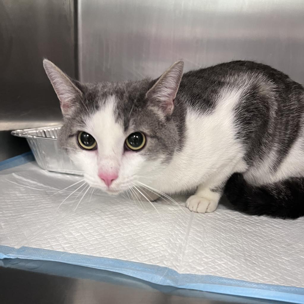 Enlarge Flick, a Adoptable Domestic Short Hair in Greensboro, NC image 1/1