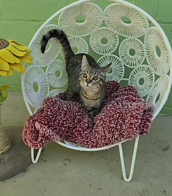 Enlarge Capoeira, a ADOPTABLE mixed breed in Glendale, AZ image 2/2