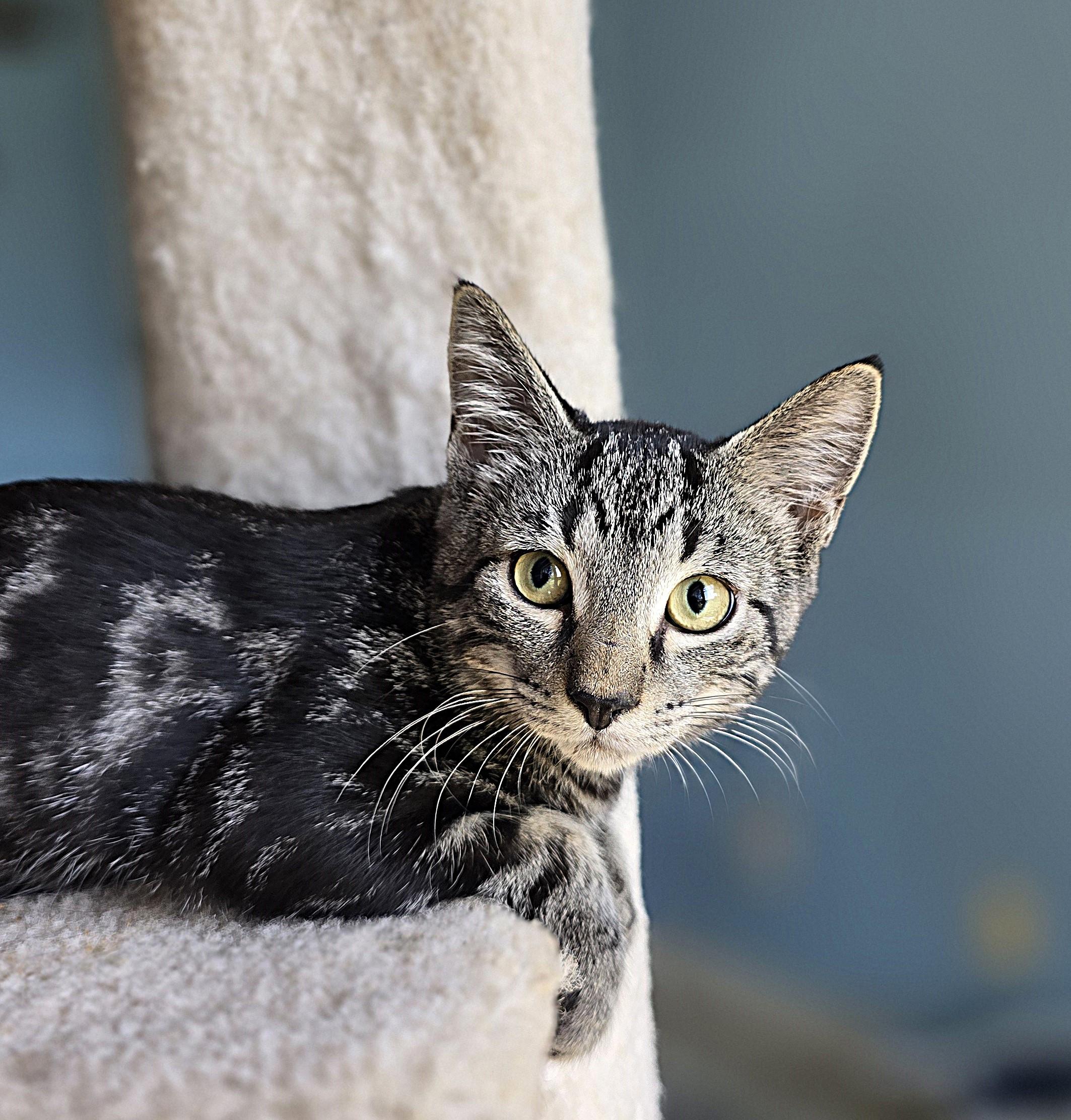 Tony, Adoptable, Kitten Male Domestic Short Hair.