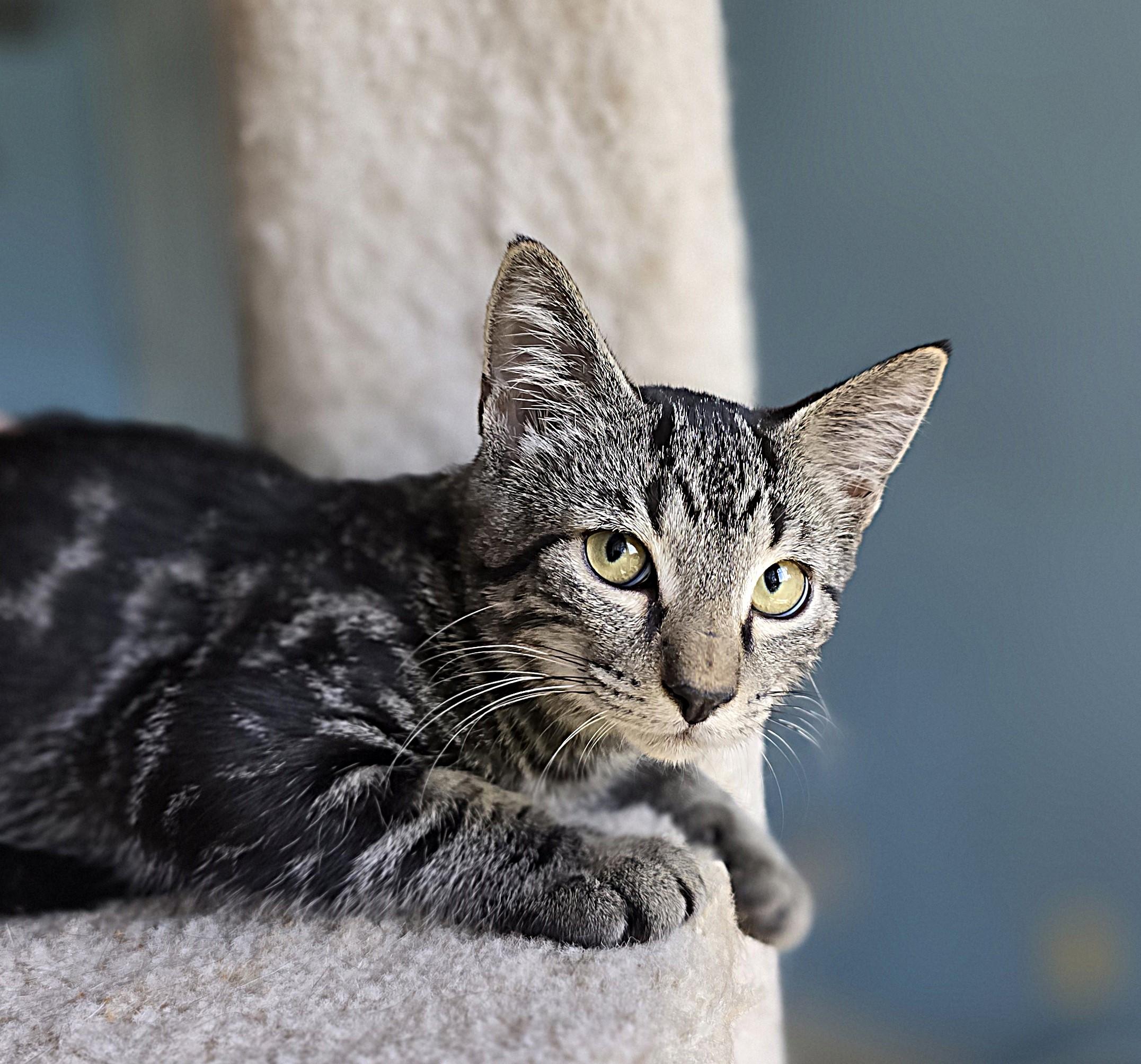 Tony, a Adoptable Domestic Short Hair in Wilmington, NC image 2/3