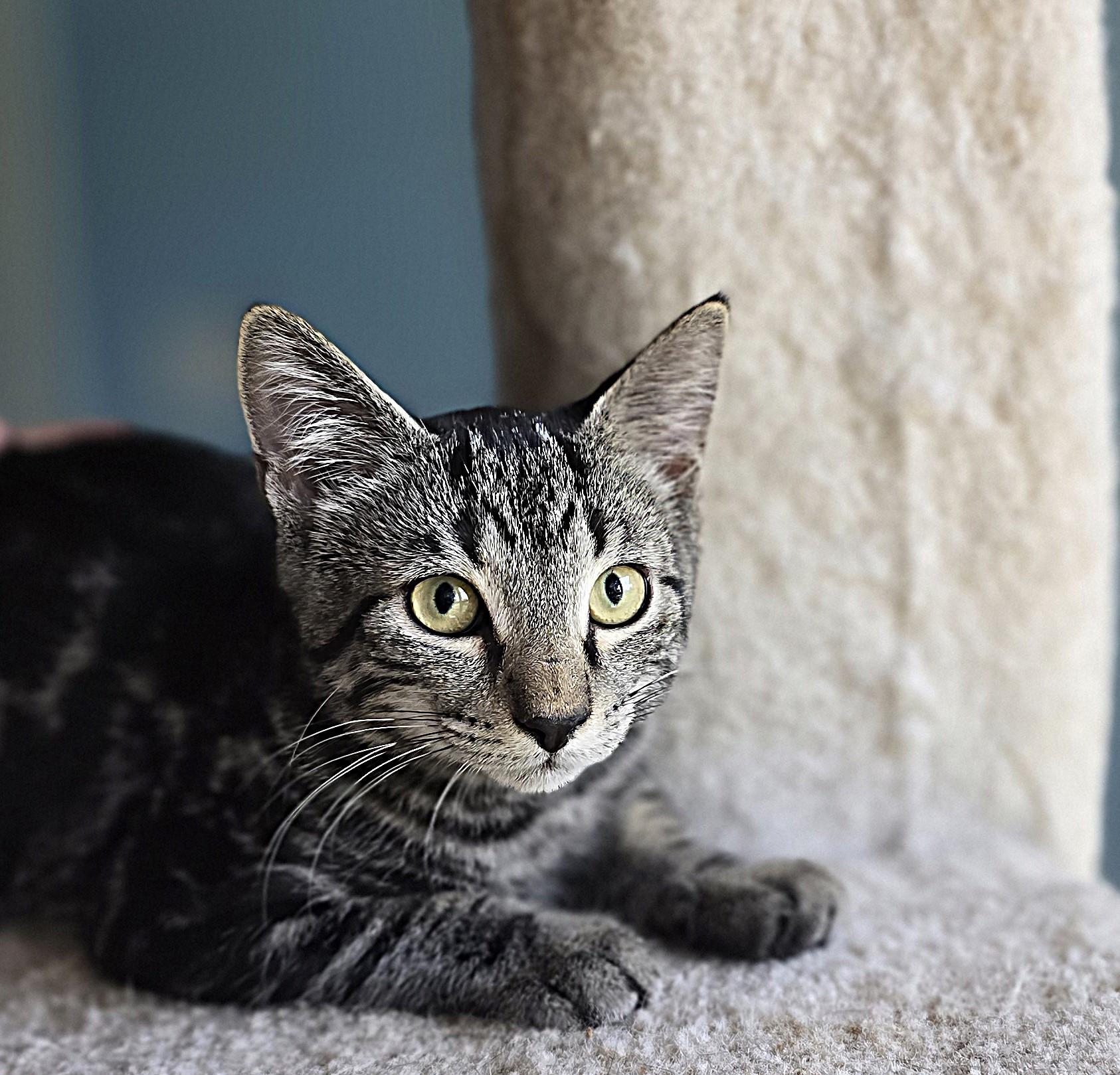 Tony, a Adoptable Domestic Short Hair in Wilmington, NC image 3/3