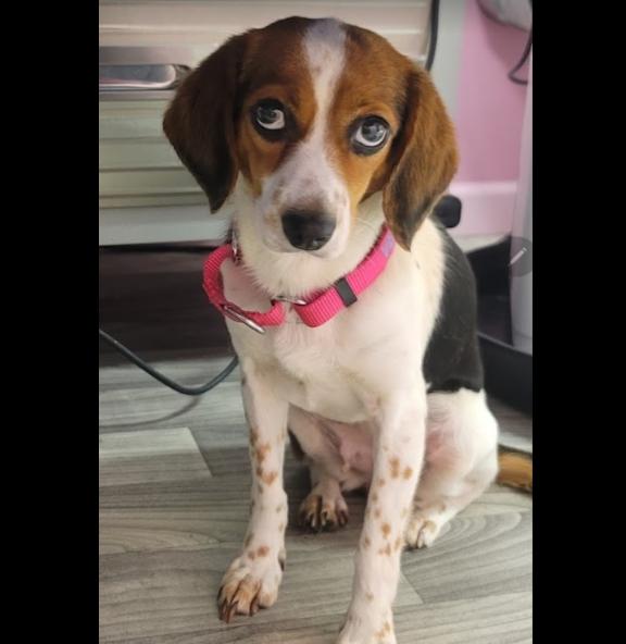Veena, Adopted, Adult Female Beagle.
