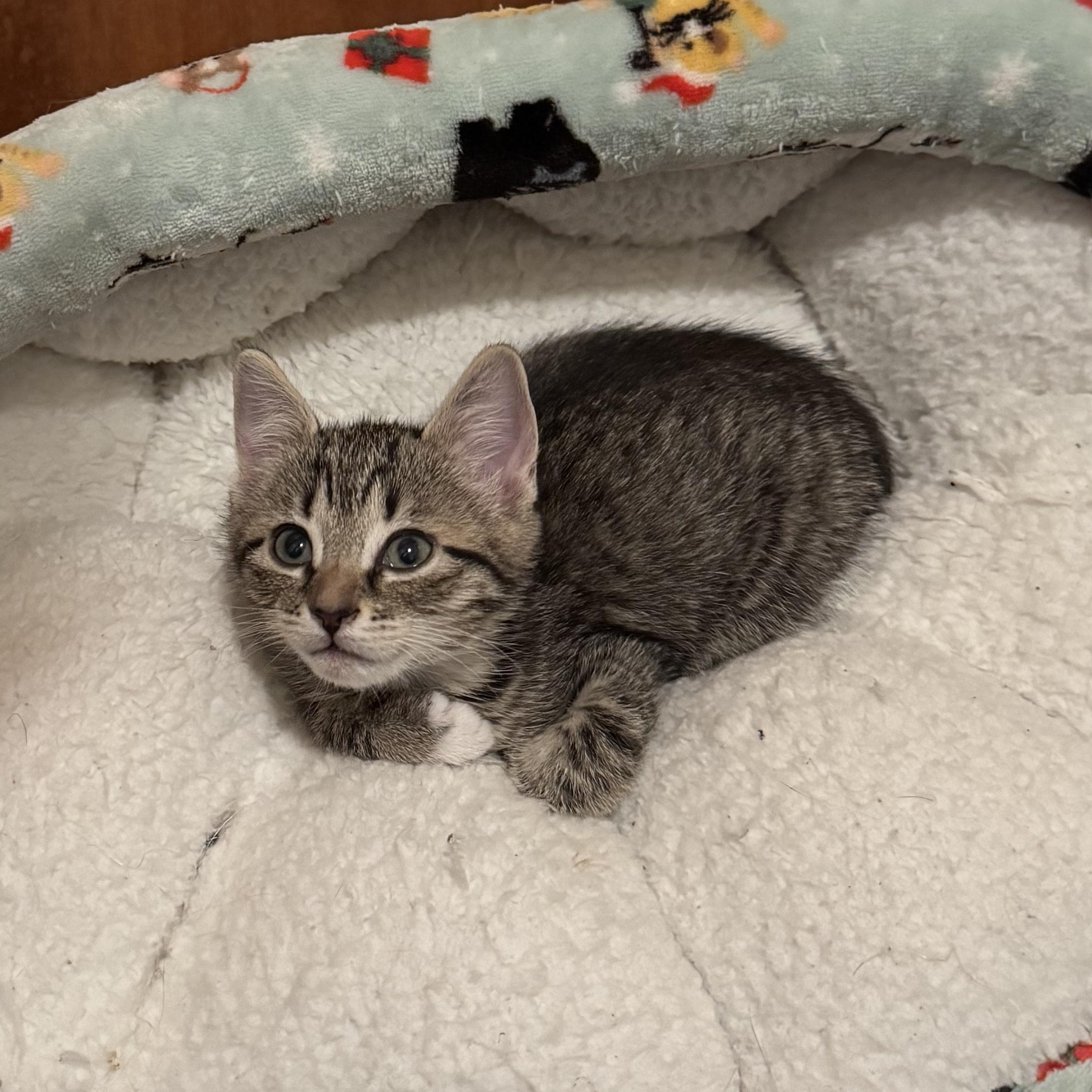 Razzmatazz, an adopted mixed breed in Hyattsville, MD image 3/5