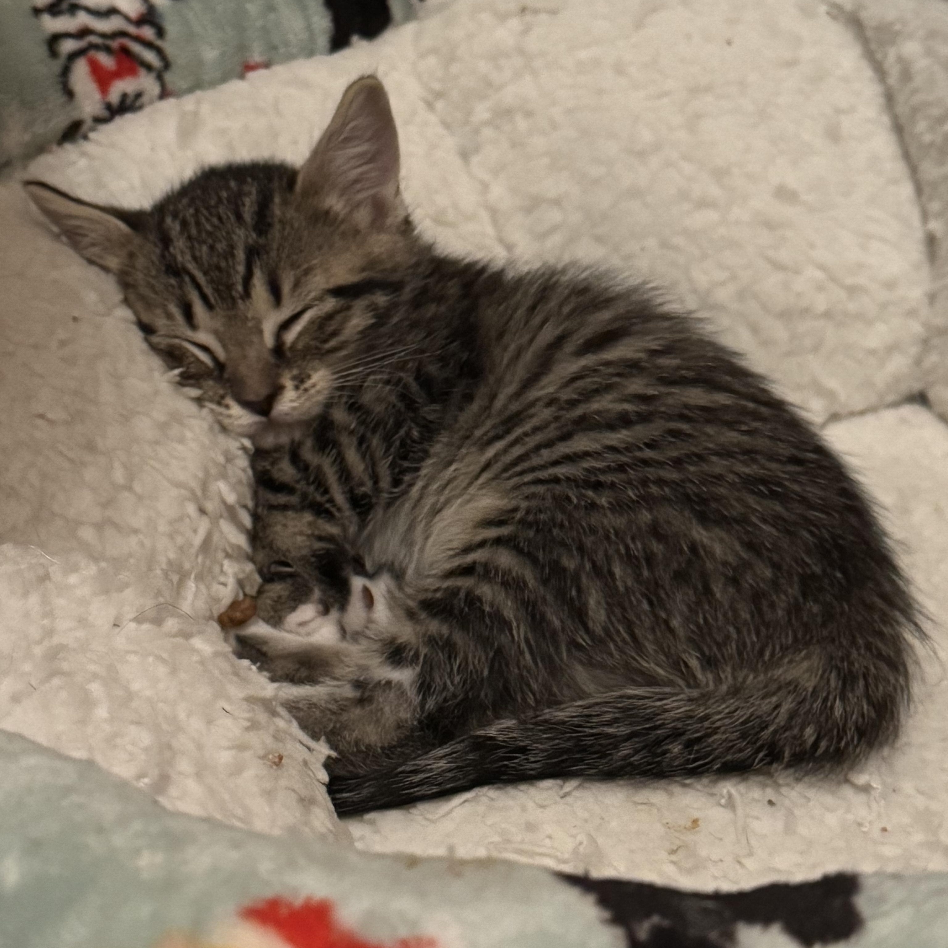 Razzmatazz, an adopted mixed breed in Hyattsville, MD image 2/5