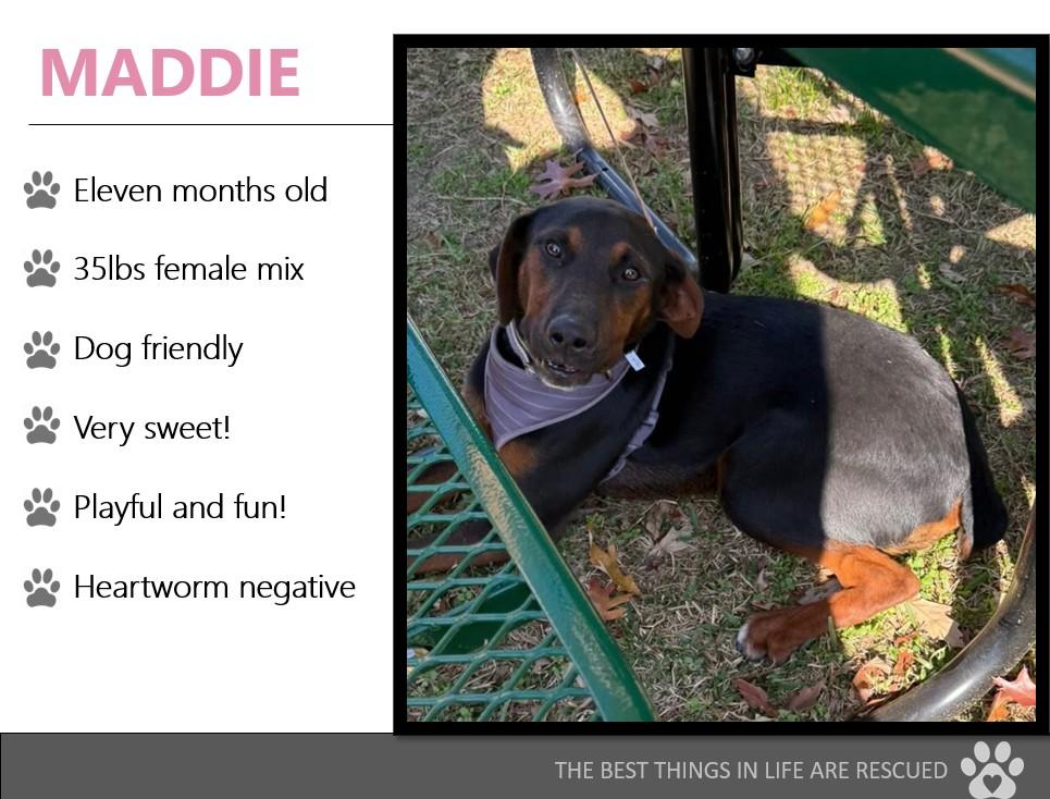 Foster MADDIE!