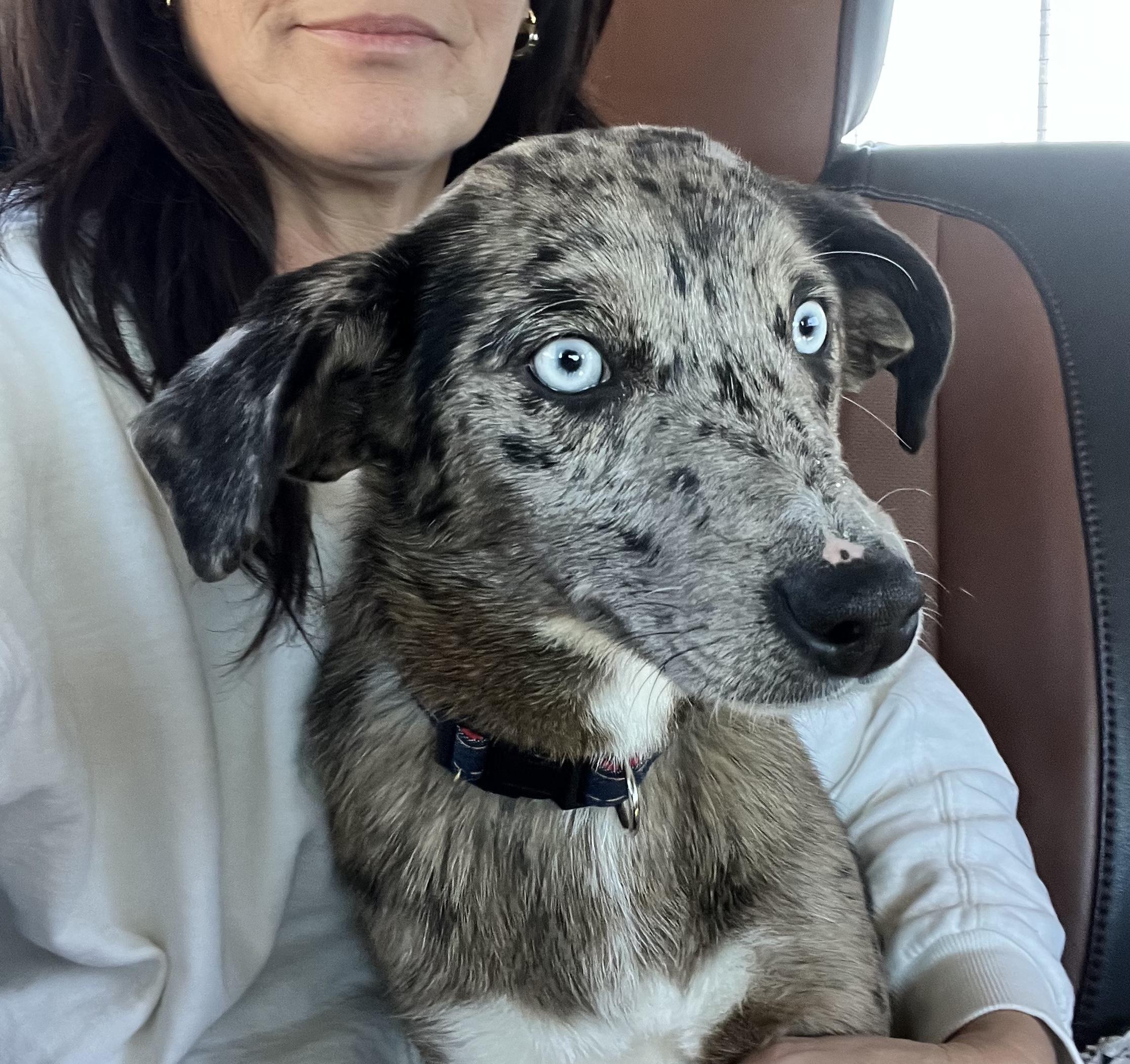Enlarge Bentley, a Adopted Catahoula Leopard Dog in Bunkie, LA image 2/5