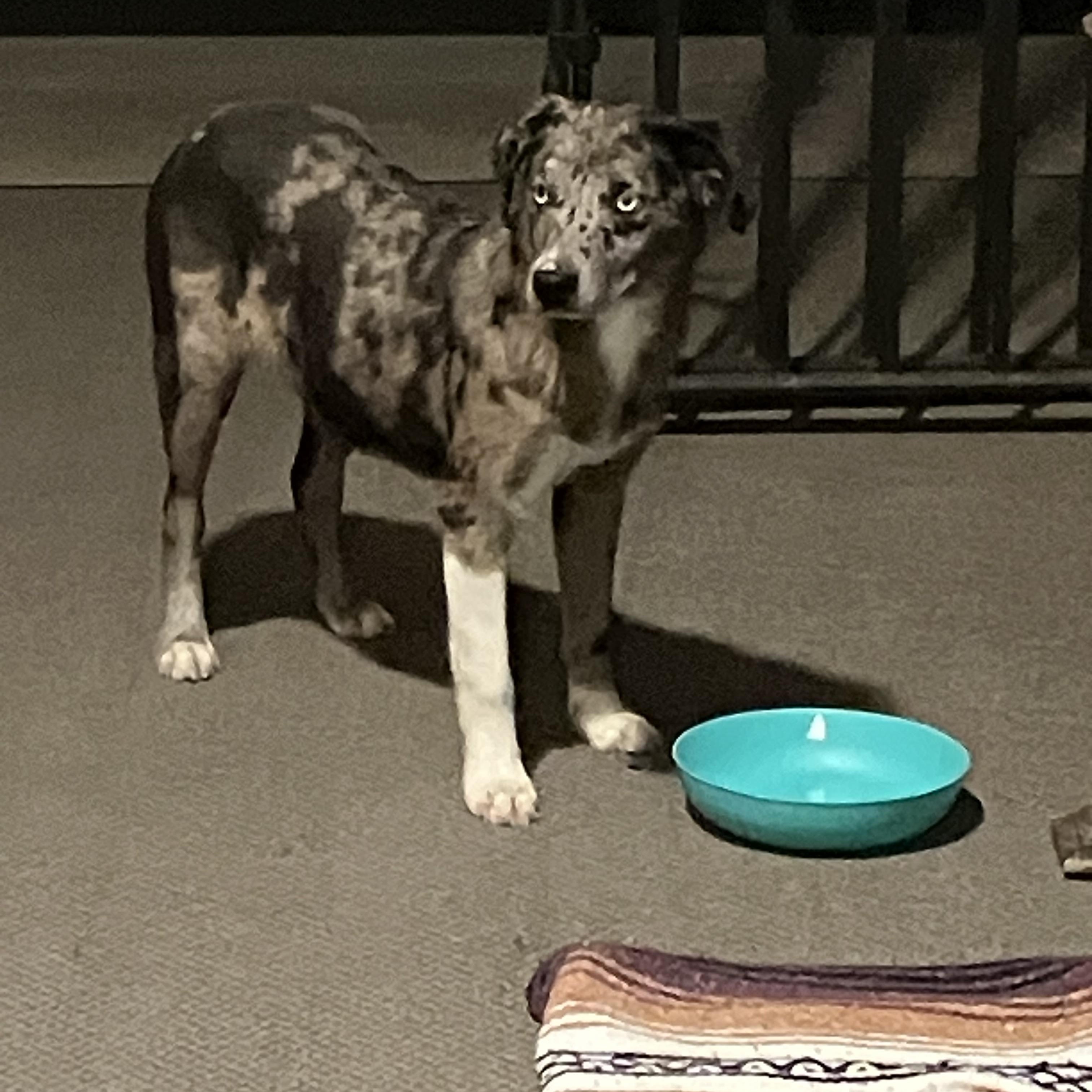 Enlarge Bentley, a Adopted Catahoula Leopard Dog in Bunkie, LA image 4/5