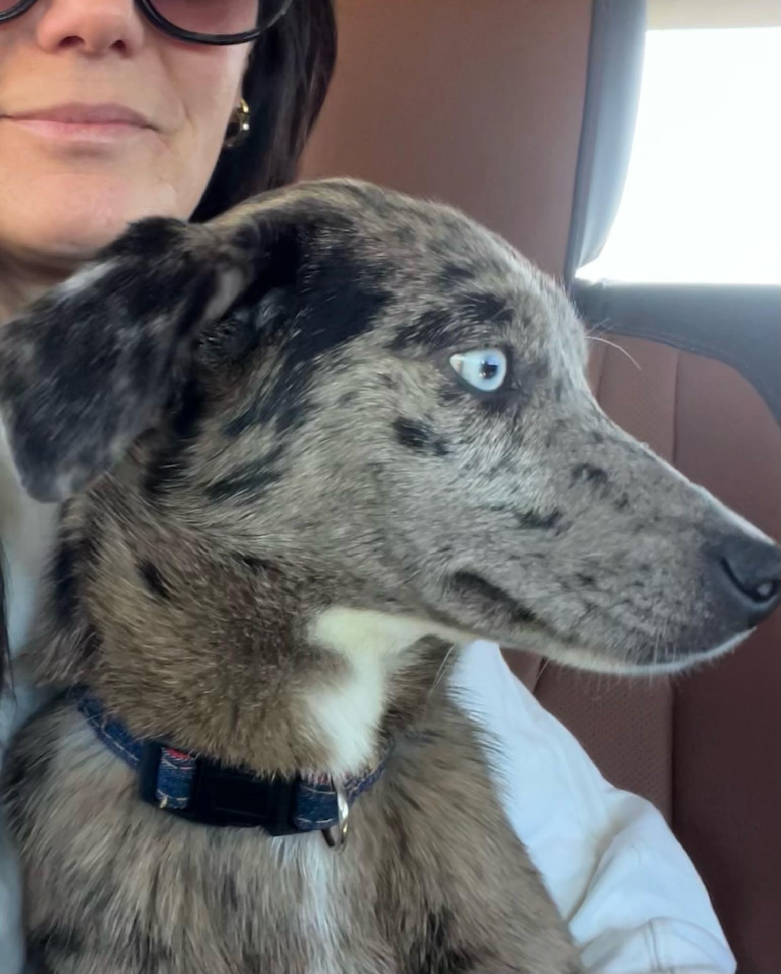 Enlarge Bentley, a Adopted Catahoula Leopard Dog in Bunkie, LA image 5/5
