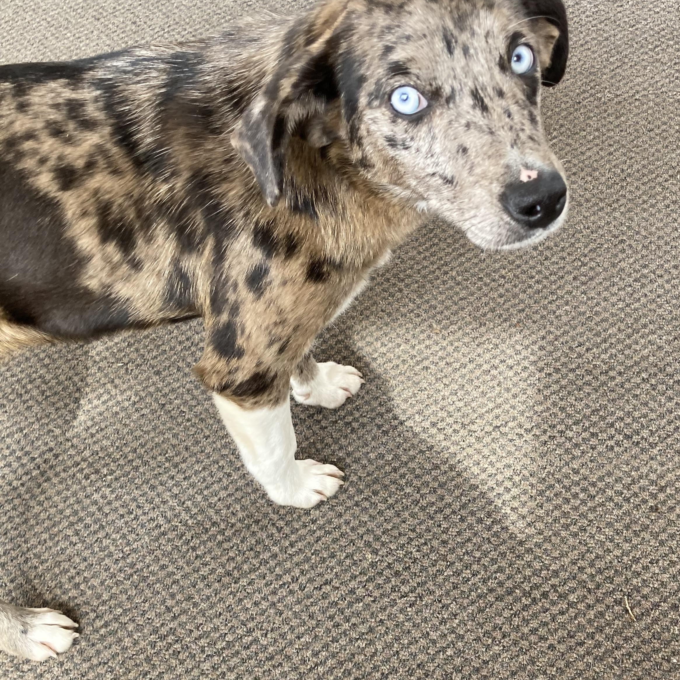 Enlarge Bentley, a Adopted Catahoula Leopard Dog in Bunkie, LA image 1/5