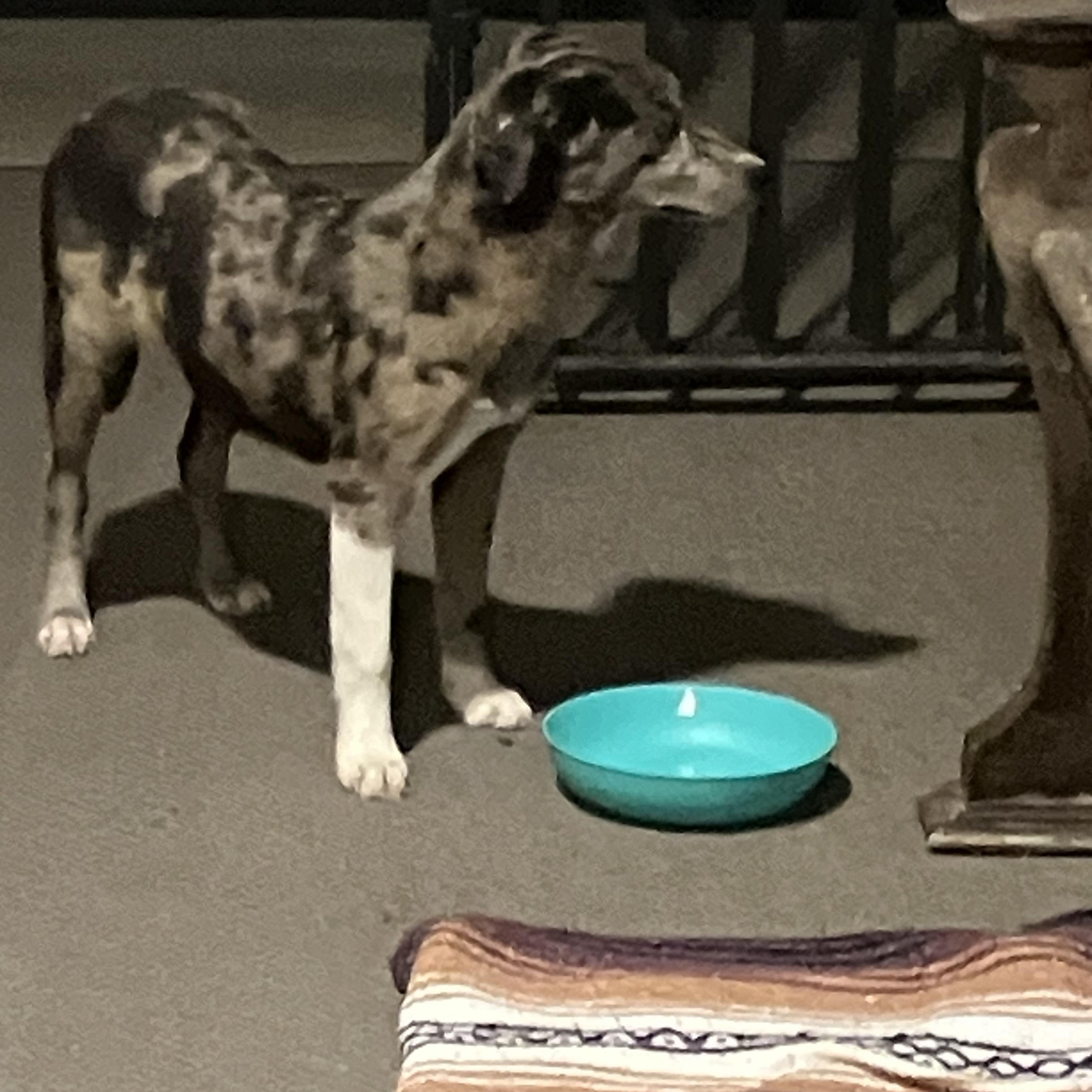 Enlarge Bentley, a Adopted Catahoula Leopard Dog in Bunkie, LA image 3/5
