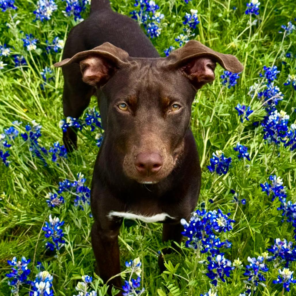 Enlarge Geico, a Adoptable Chocolate Labrador Retriever in Mankato, MN image 1/6