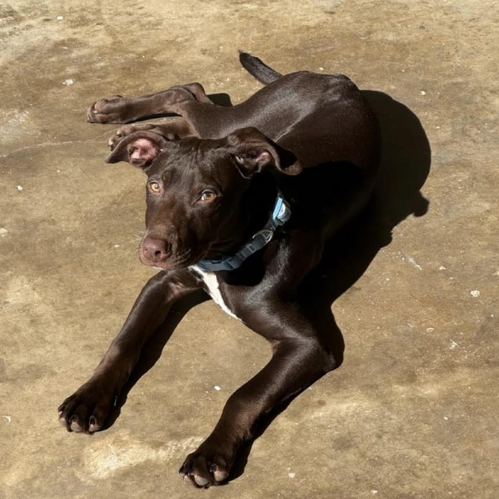 Enlarge Geico, a Adoptable Chocolate Labrador Retriever in Mankato, MN image 2/6