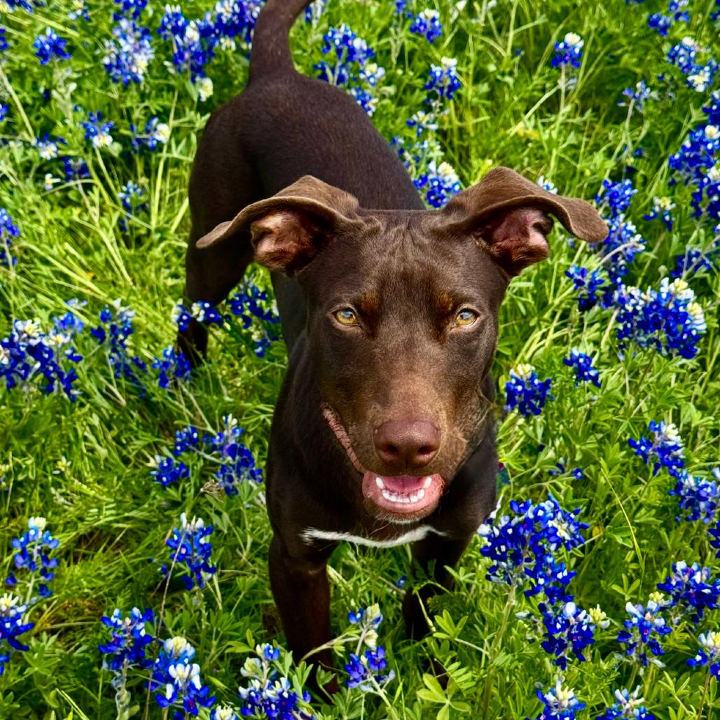 Enlarge Geico, a Adoptable Chocolate Labrador Retriever in Mankato, MN image 3/6