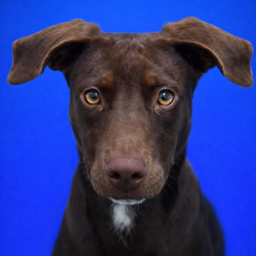 Enlarge Geico, a Adoptable Chocolate Labrador Retriever in Mankato, MN image 4/6