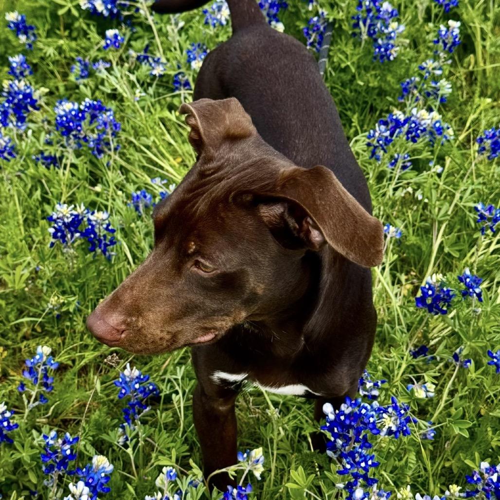 Enlarge Geico, a Adoptable Chocolate Labrador Retriever in Mankato, MN image 5/6