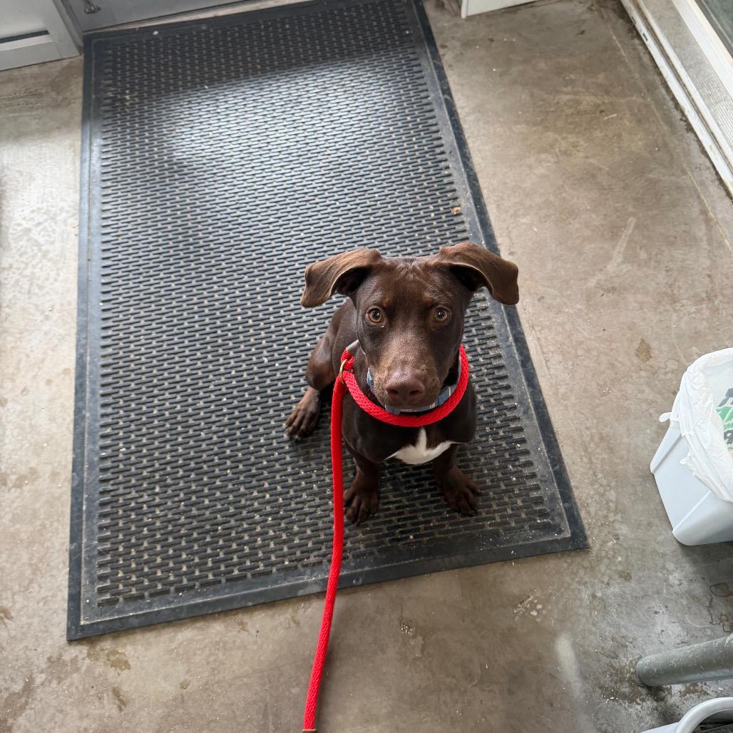 Enlarge Geico, a Adoptable Chocolate Labrador Retriever in Mankato, MN image 6/6