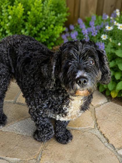 Enlarge Lexi, a Adoptable mixed breed in Malvern, PA image 1/2