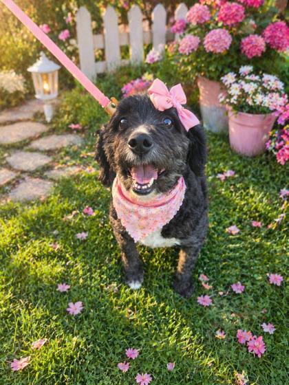Enlarge Lexi, a Adoptable mixed breed in Malvern, PA image 2/2