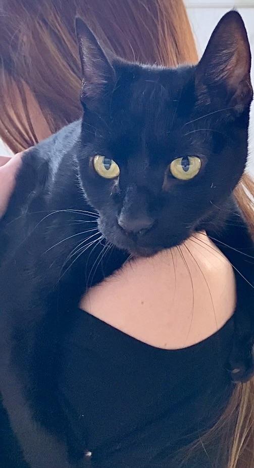 Enlarge Seven (watch video) so cuddly -likes to be held , a ADOPTABLE Domestic Short Hair in Port Orange, FL image 2/6