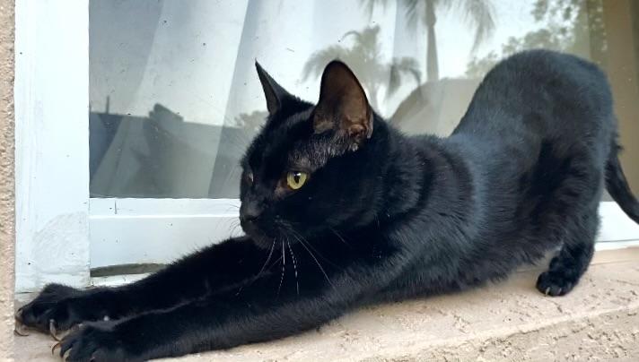 Enlarge Seven (watch video) so cuddly -likes to be held , a ADOPTABLE Domestic Short Hair in Port Orange, FL image 4/6