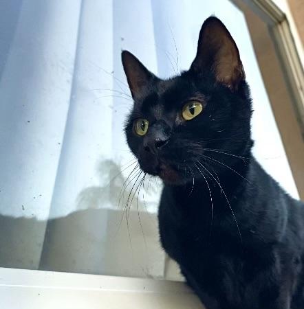 Enlarge Seven (watch video) so cuddly -likes to be held , a ADOPTABLE Domestic Short Hair in Port Orange, FL image 3/6