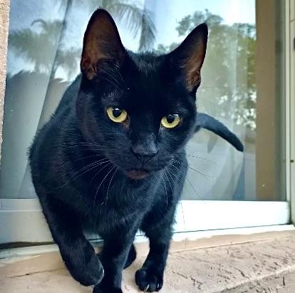 Enlarge Seven (watch video) so cuddly -likes to be held , a ADOPTABLE Domestic Short Hair in Port Orange, FL image 5/6