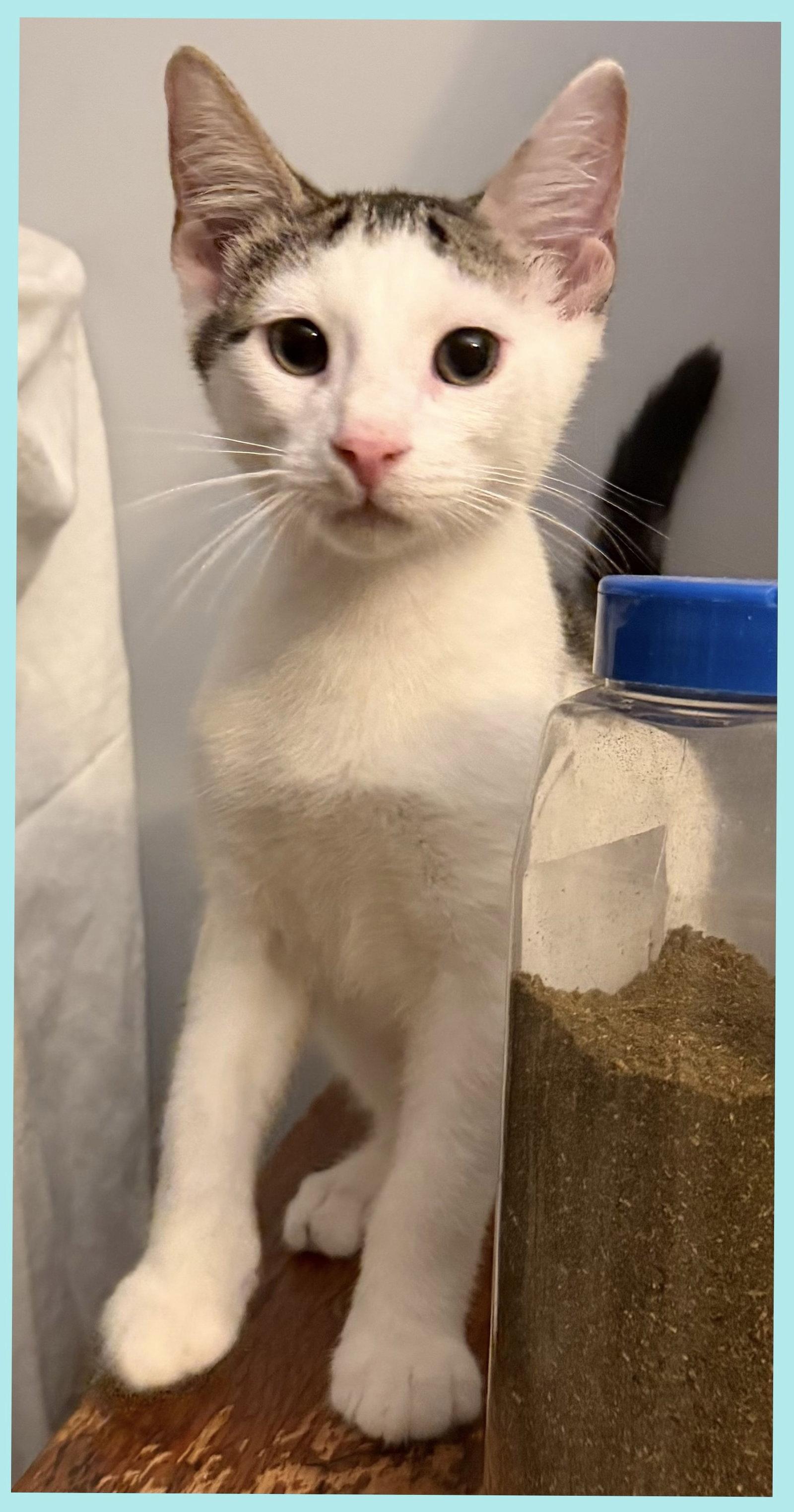 Tio Maria, Adoptable, Kitten Male Domestic Short Hair.