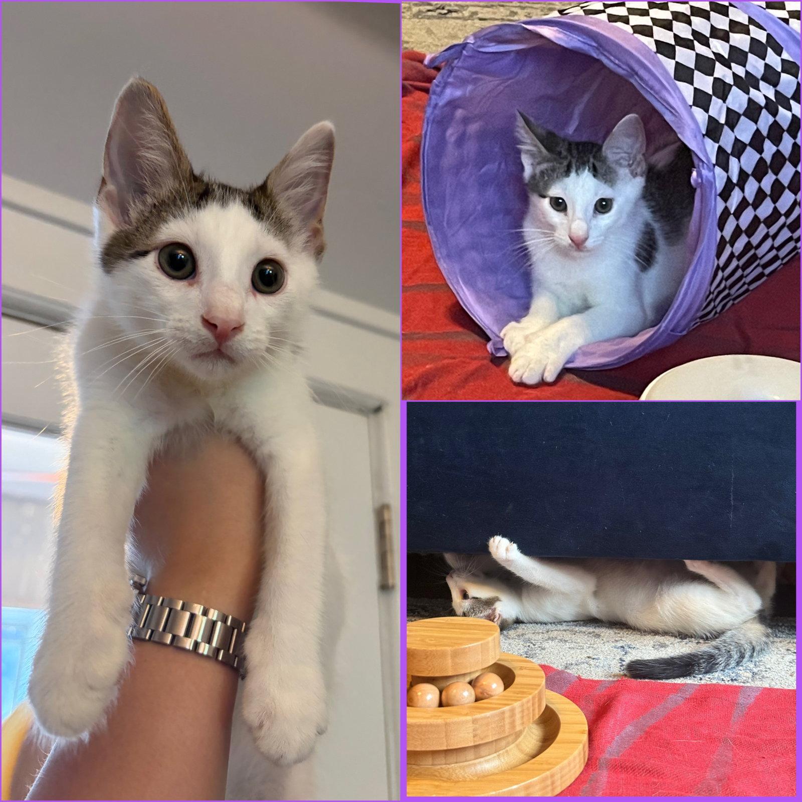 Enlarge Tio Maria, a Adoptable Domestic Short Hair in Brooklyn, NY image 2/2