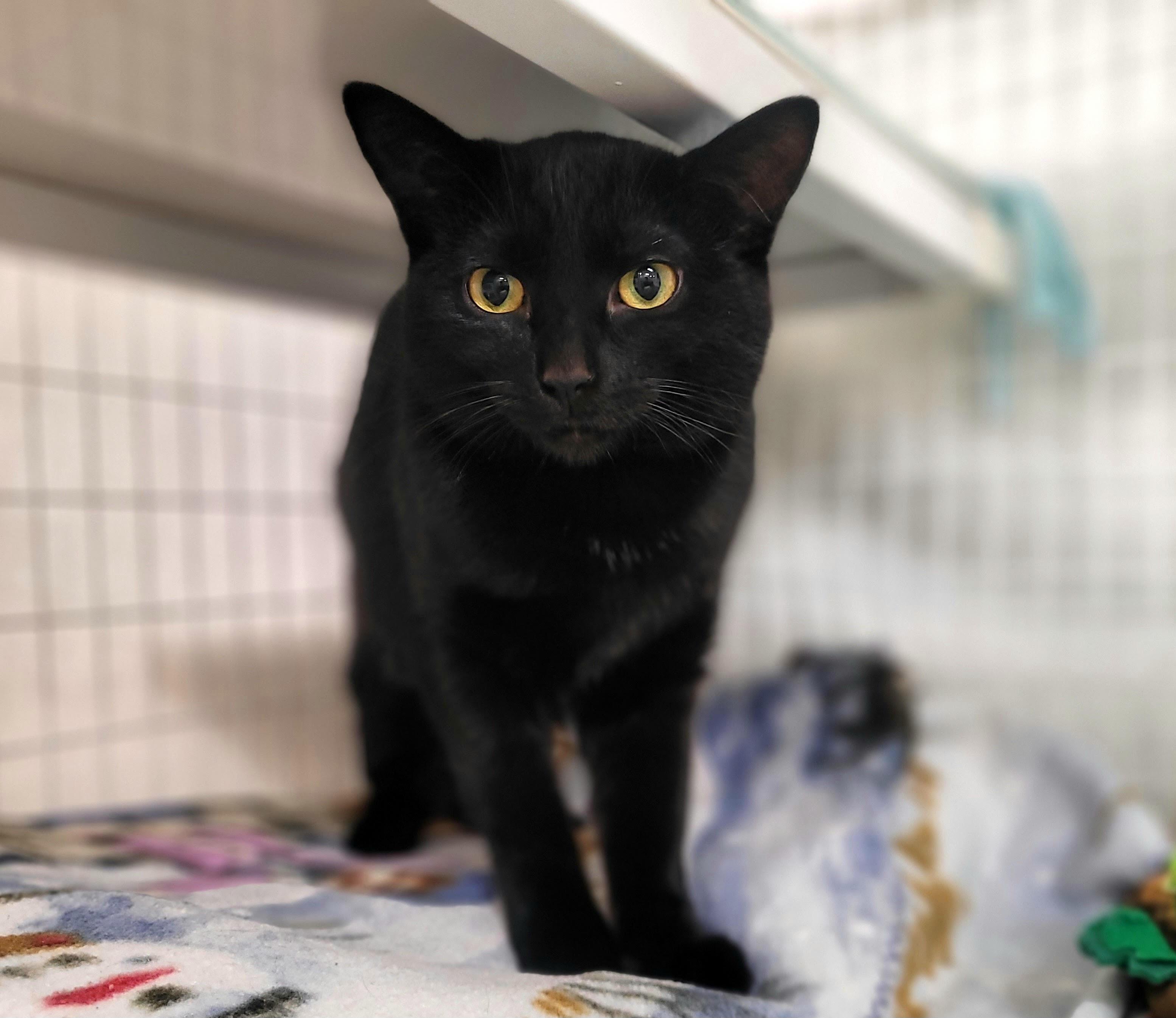 Enlarge Brynn, a Adoptable mixed breed in Kirkland, WA image 1/1